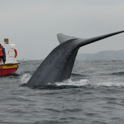 Avistamiento de Ballenas