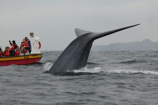 Avistamiento de Ballenas