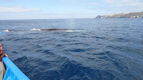 Avistamiento de Ballenas - Imagen 9