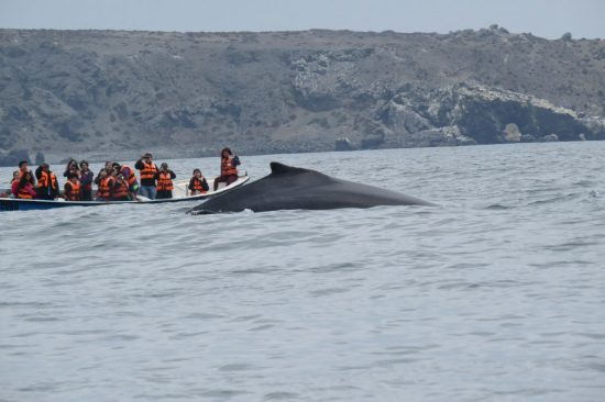 Reserva Nacional Pingüino de Humboldt - Imagen 8