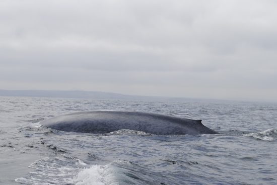 Avistamiento de Ballenas - Imagen 8