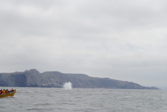 Avistamiento de Ballenas - Imagen 7