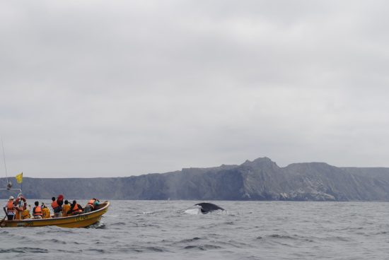 Avistamiento de Ballenas - Imagen 5