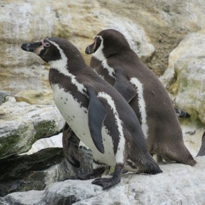 Reserva Nacional Pingüino de Humboldt