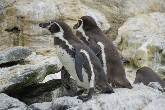 Reserva Nacional Pingüino de Humboldt