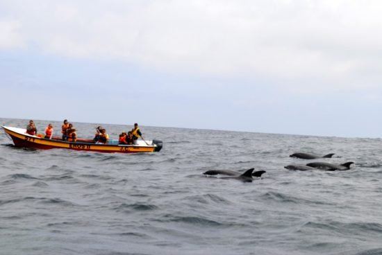Avistamiento de Ballenas - Imagen 6