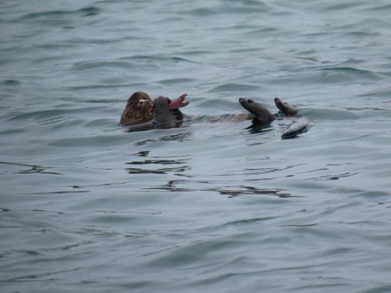 Reserva Nacional Pingüino de Humboldt - Imagen 4