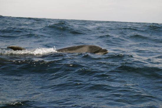 Avistamiento de Ballenas - Imagen 4