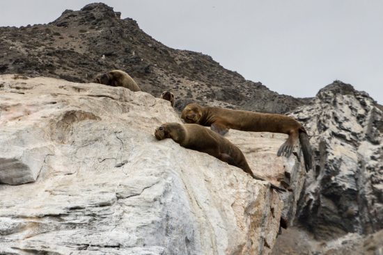 Reserva Nacional Pingüino de Humboldt - Imagen 3