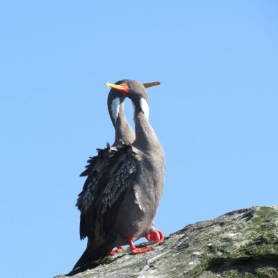 Reserva Nacional Pingüino de Humboldt
