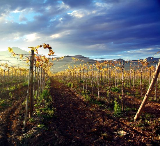 Full Day Valle del Elqui - Imagen 10