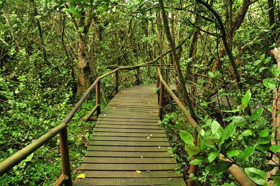 Parque Nacional Fray Jorge - Imagen 10