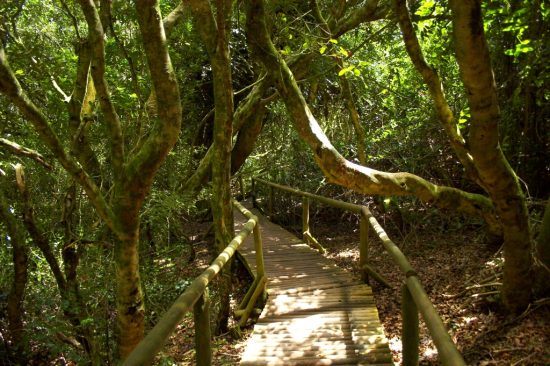 Parque Nacional Fray Jorge - Imagen 9