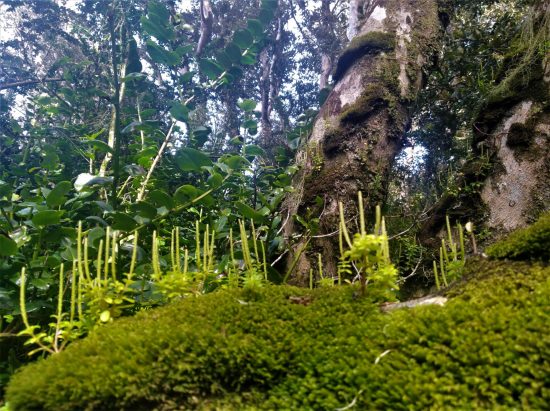 Parque Nacional Fray Jorge - Imagen 5