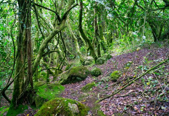 Parque Nacional Fray Jorge - Imagen 4
